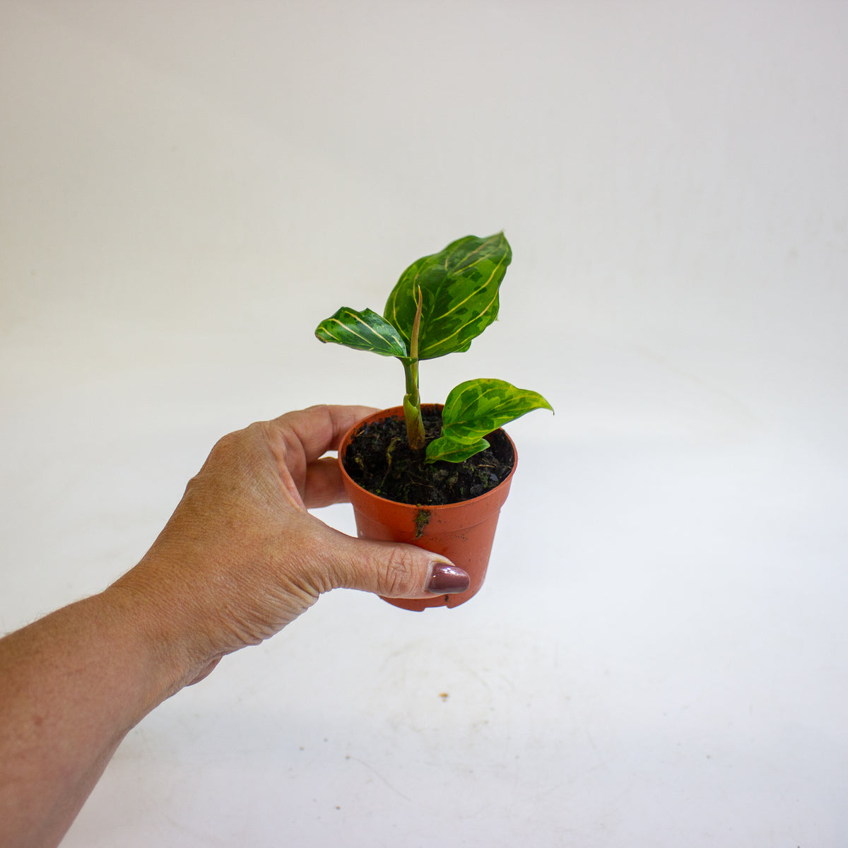 Aglaonema Red Army 7cm H10cm