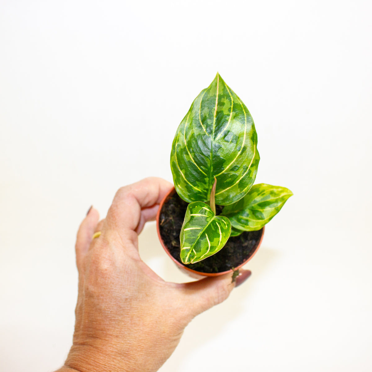 Aglaonema Red Army 7cm H10cm