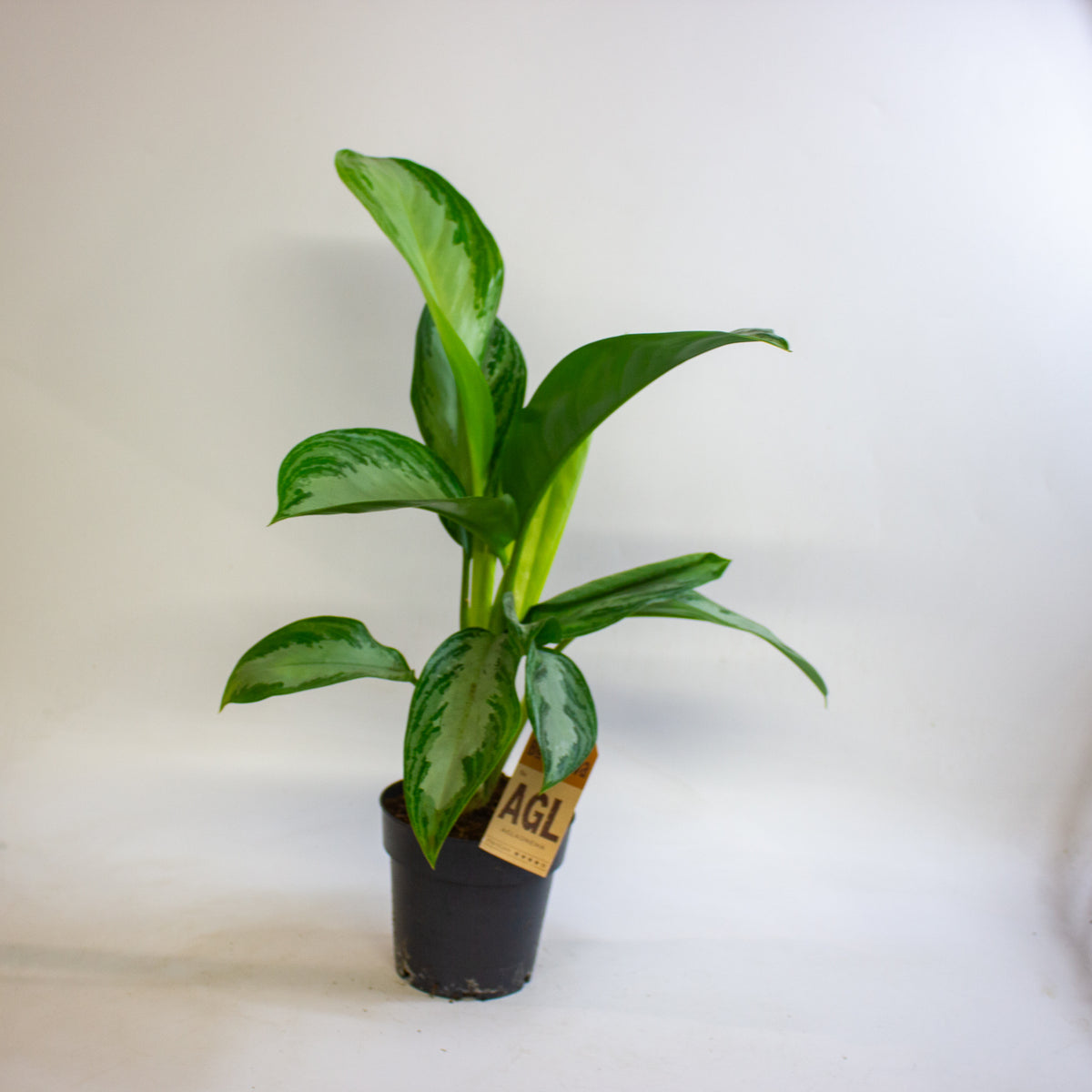 Aglaonema Silver Bay 14cm H45 - 55cm