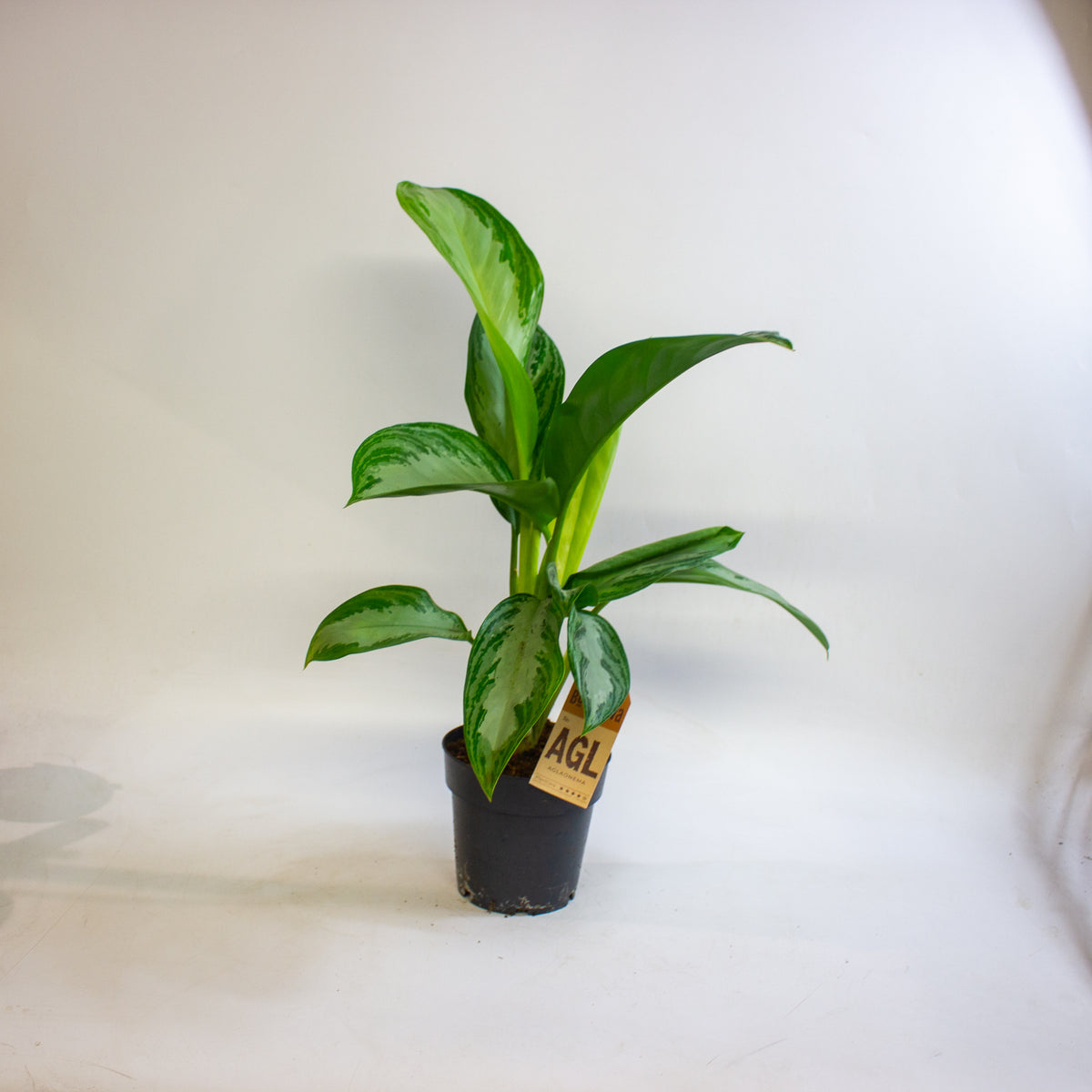 Aglaonema Silver Bay 14cm H45 - 55cm