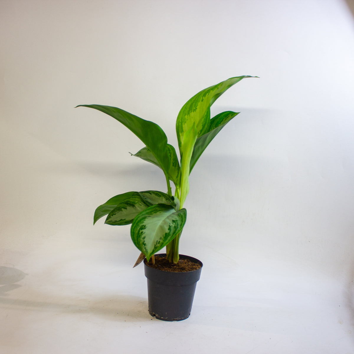 Aglaonema Silver Bay 14cm H45 - 55cm