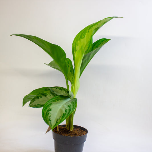 Aglaonema Silver Bay 14cm H45 - 55cm