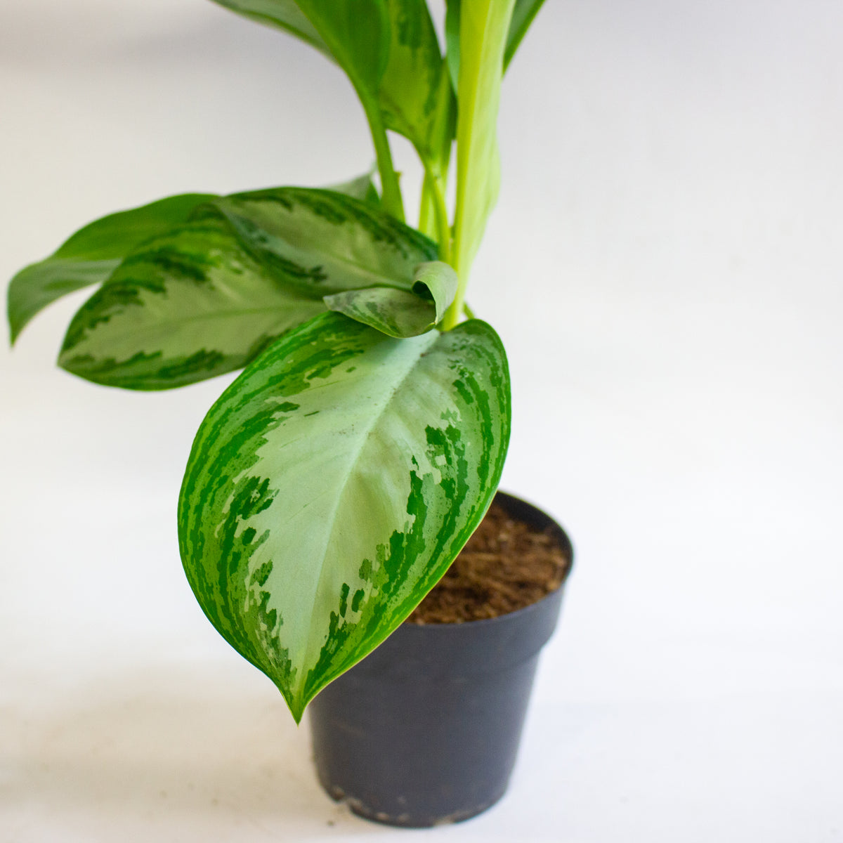 Aglaonema Silver Bay 14cm H45 - 55cm