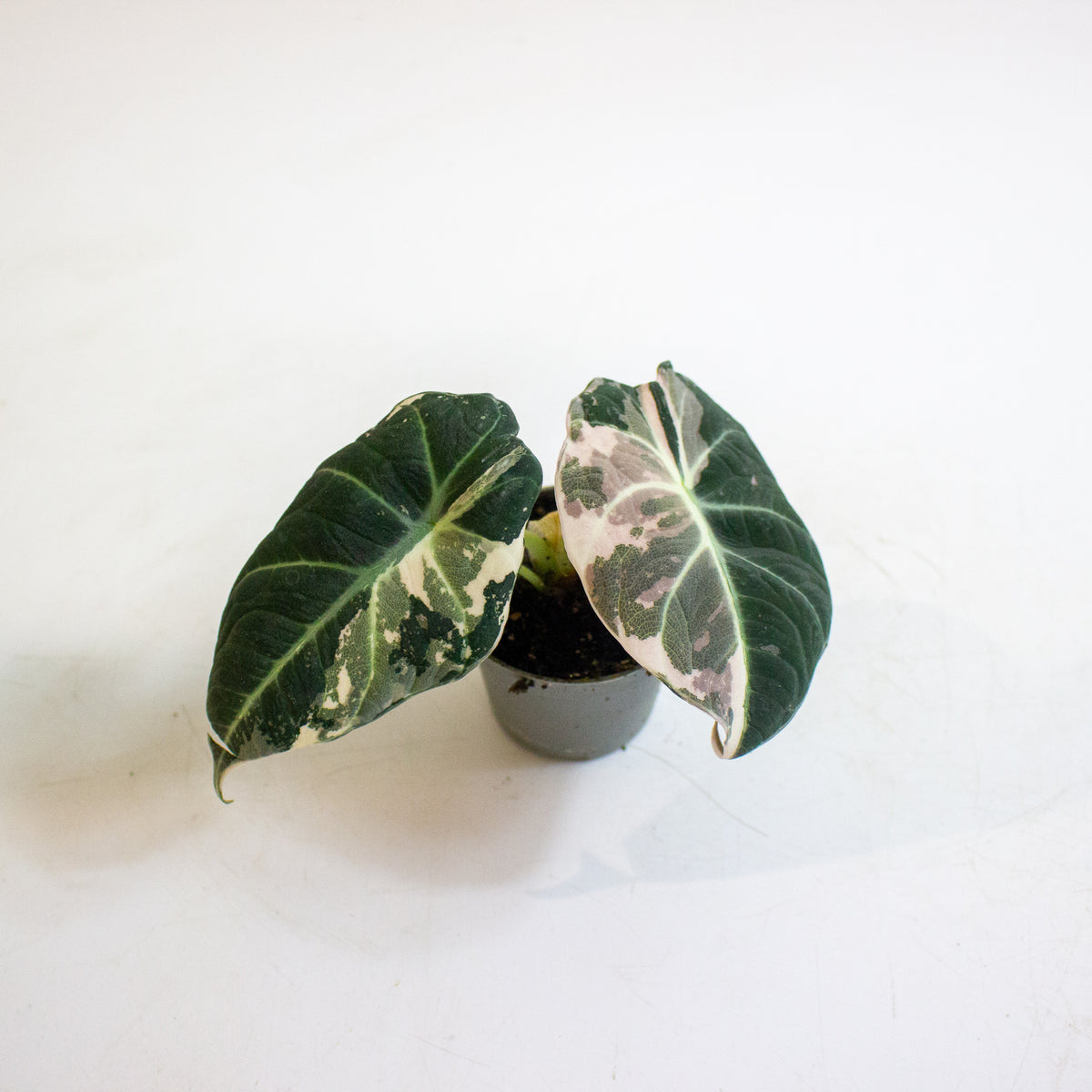 Alocasia Black Velvet Pink Variegata 6cm H10cm