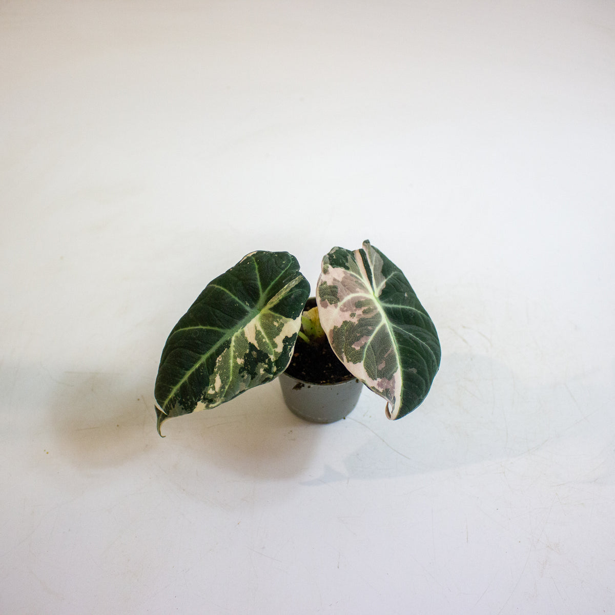 Alocasia Black Velvet Pink Variegata 6cm H10cm