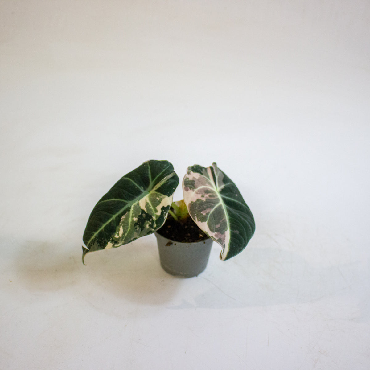 Alocasia Black Velvet Pink Variegata 6cm H10cm