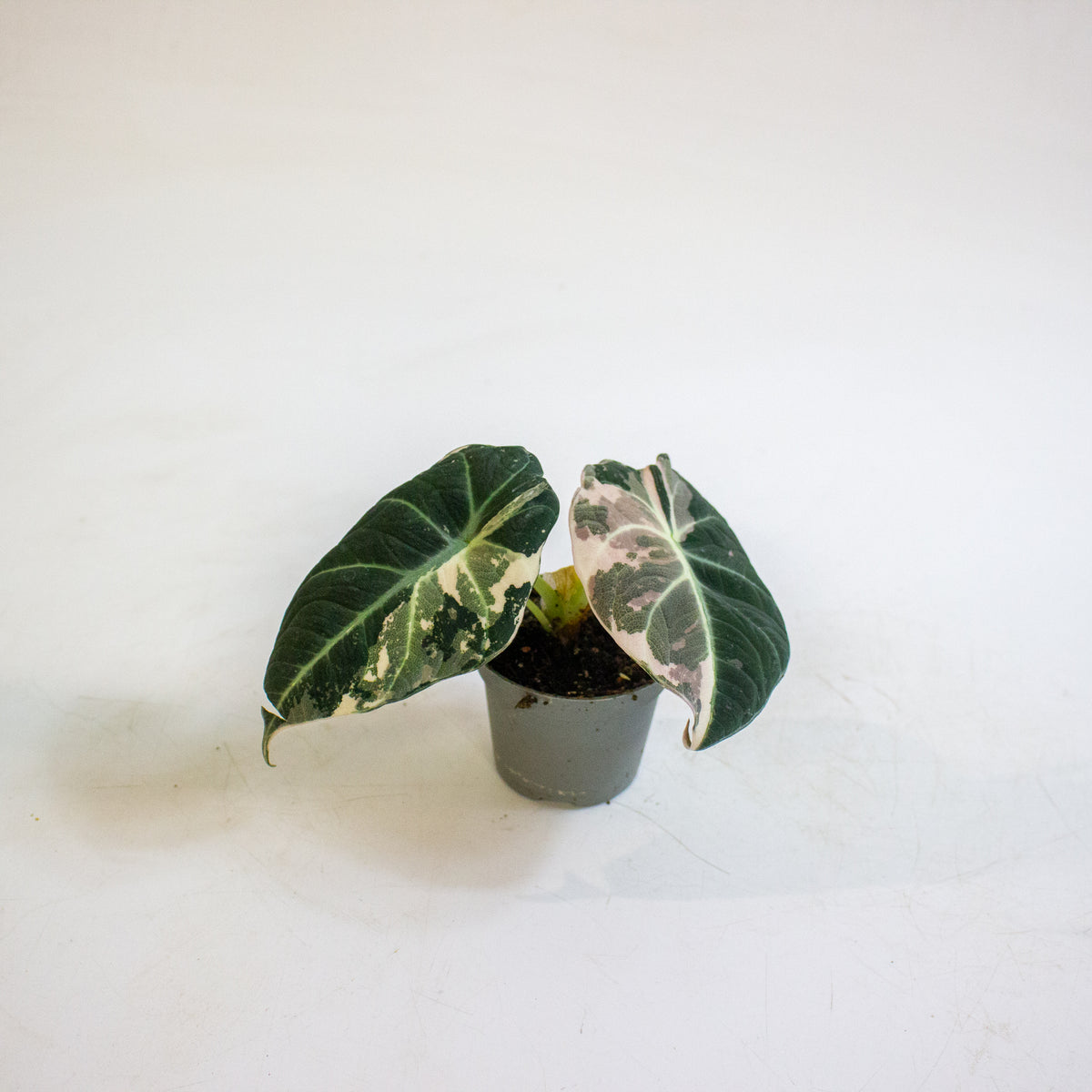 Alocasia Black Velvet Pink Variegata 6cm H10cm