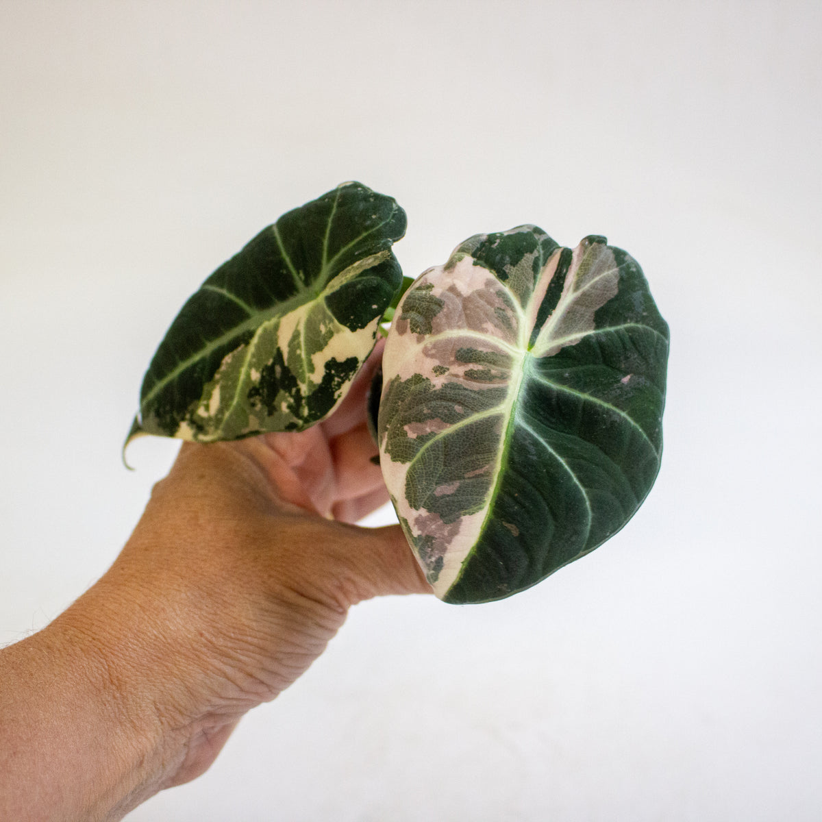 Alocasia Black Velvet Pink Variegata 6cm H10cm