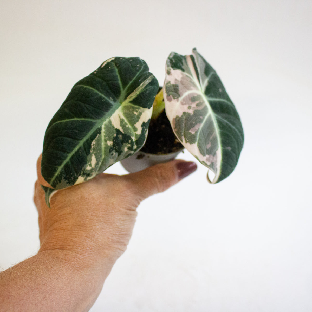 Alocasia Black Velvet Pink Variegata 6cm H10cm