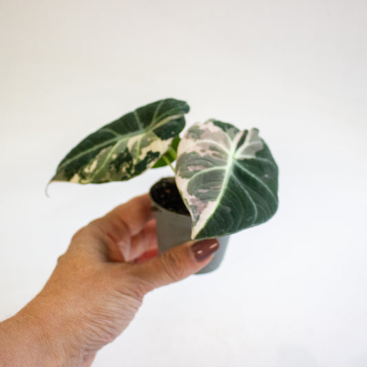 Alocasia Black Velvet Pink Variegata 6cm H10cm