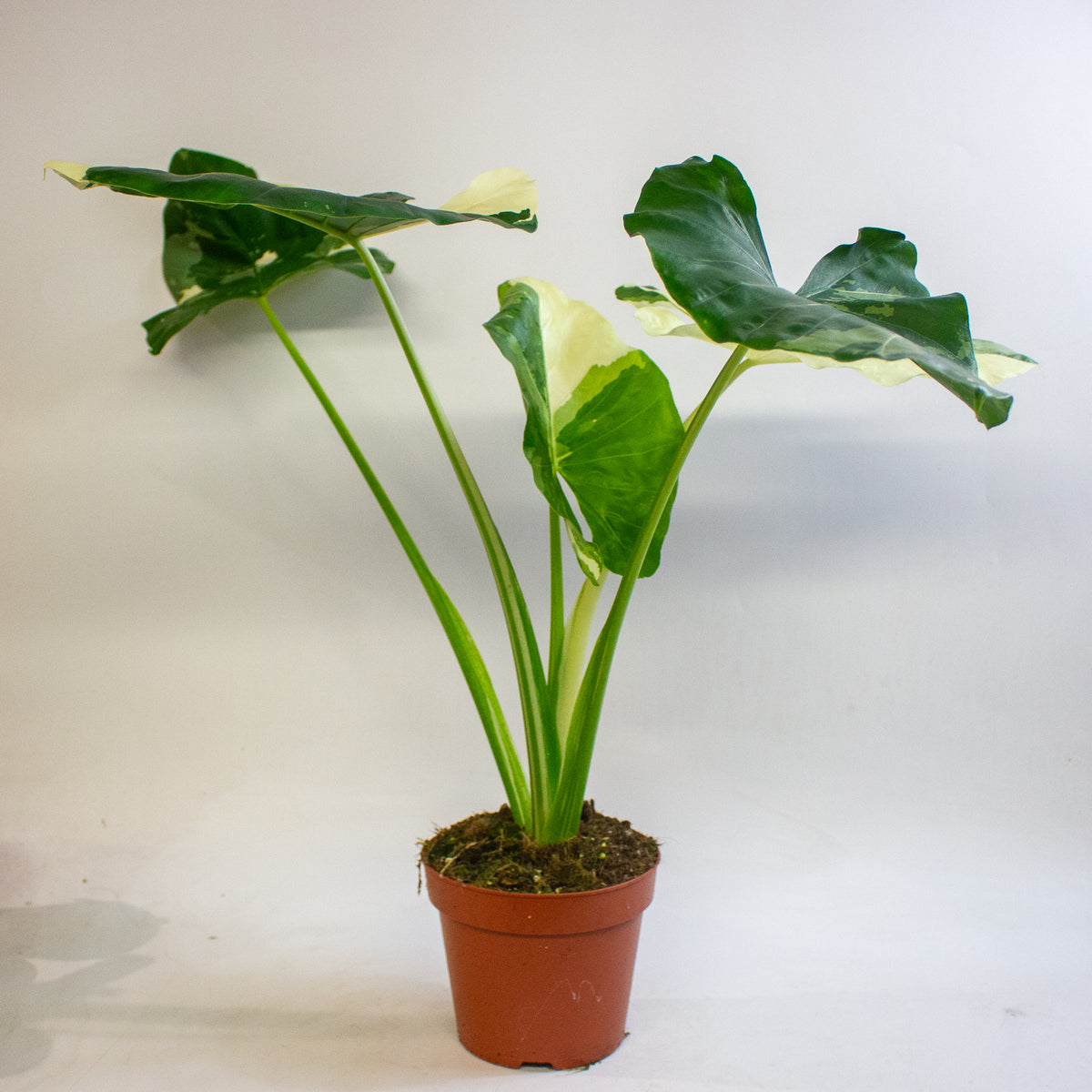 Alocasia macrorrhizos Variegata 17cm H35 - 45cm
