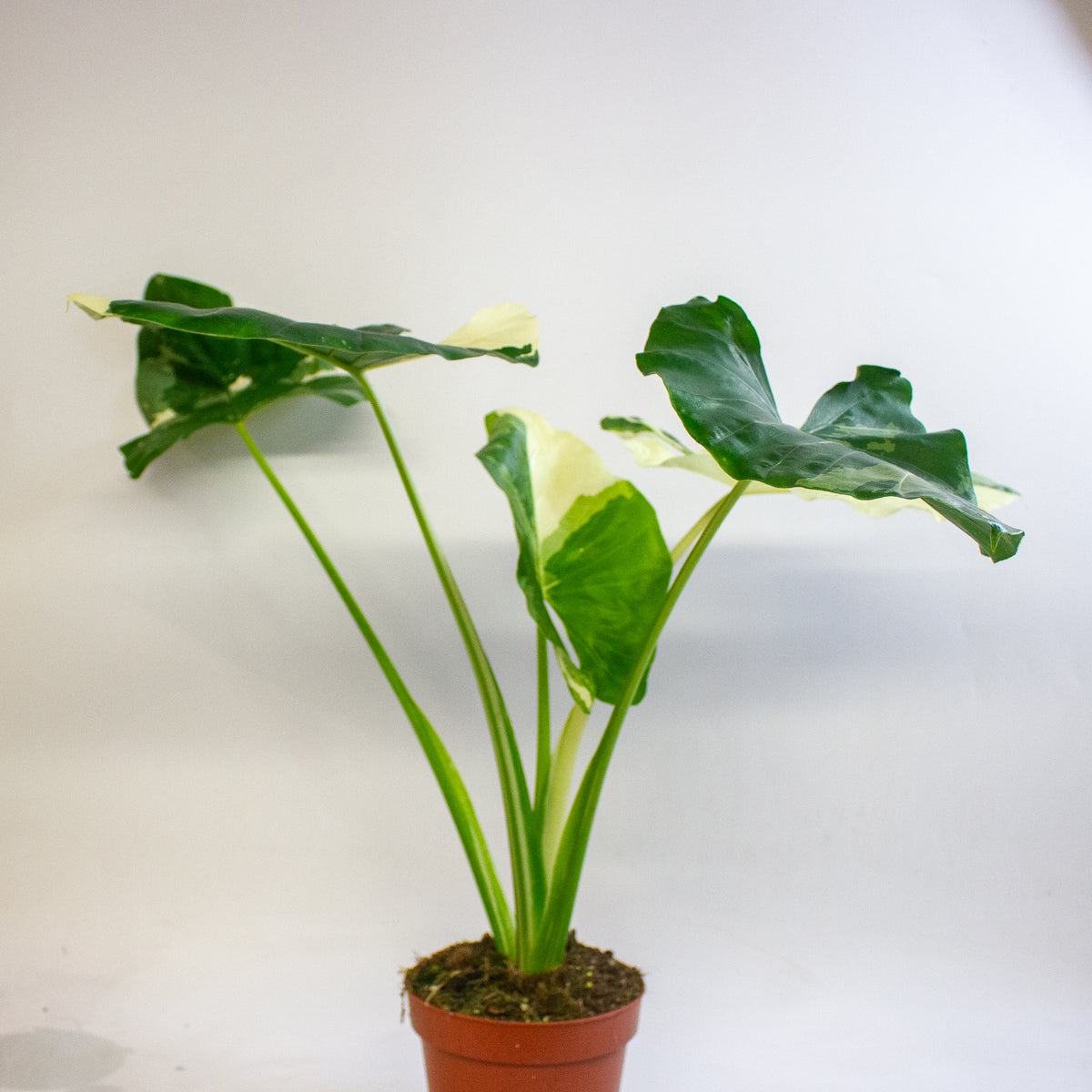 Alocasia macrorrhizos Variegata 17cm H35 - 45cm