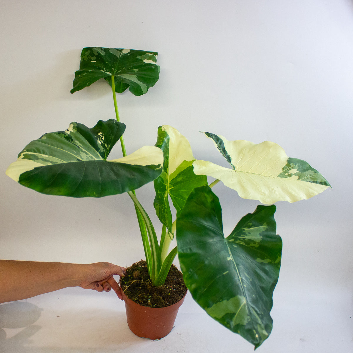 Alocasia macrorrhizos Variegata 17cm H35 - 45cm