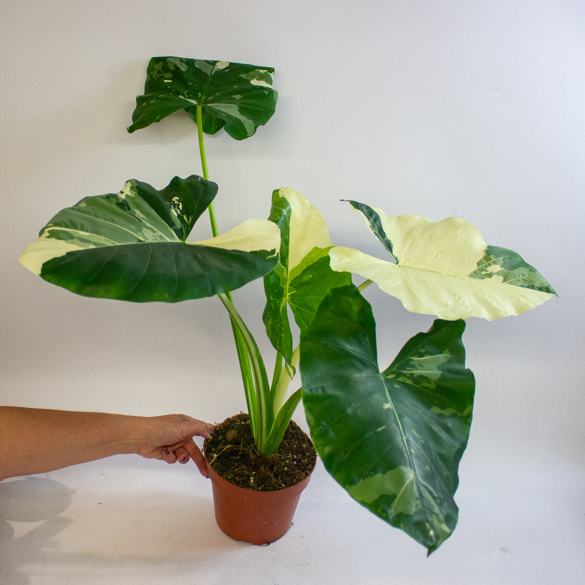 Alocasia macrorrhizos Variegata 17cm H35 - 45cm