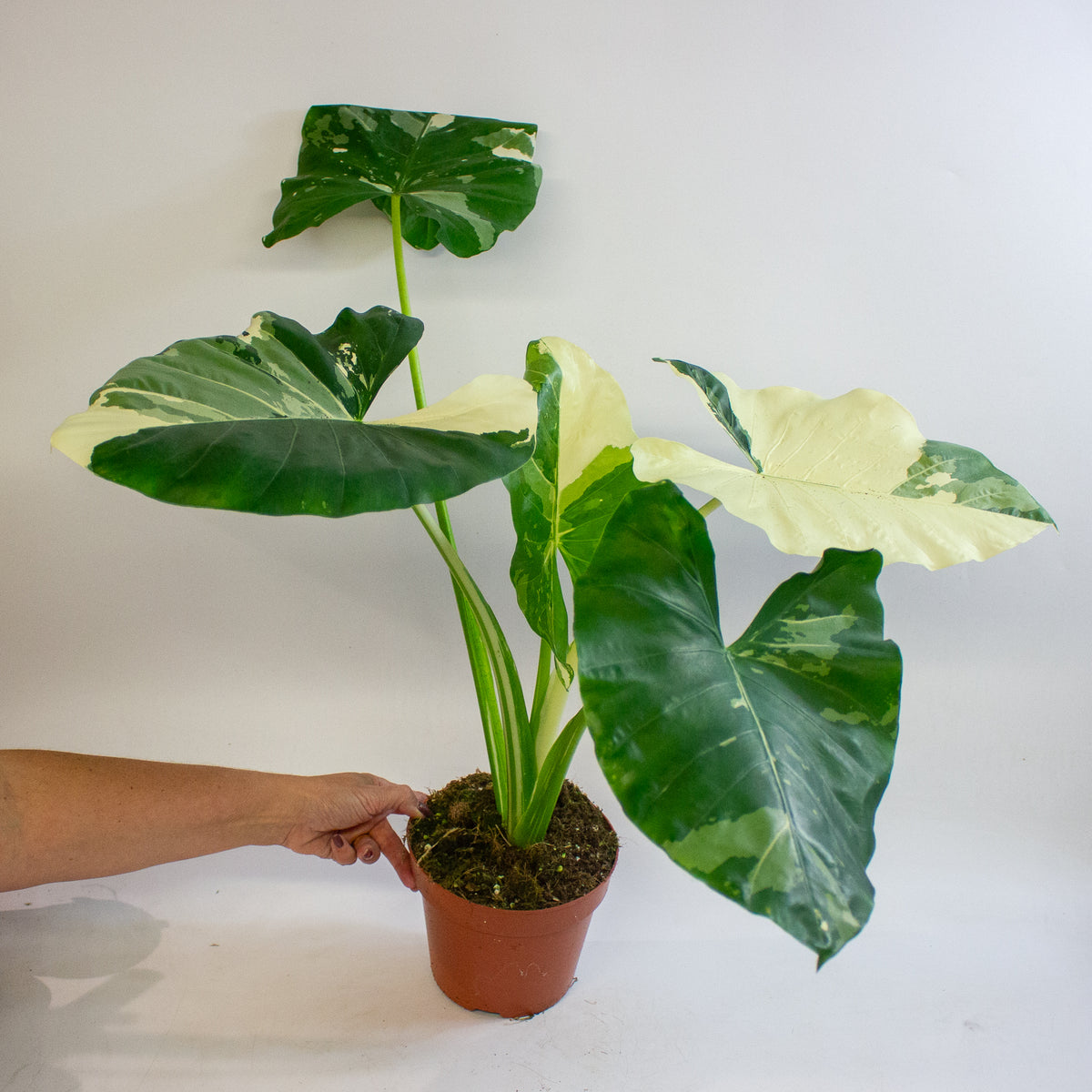 Alocasia macrorrhizos Variegata 17cm H35 - 45cm