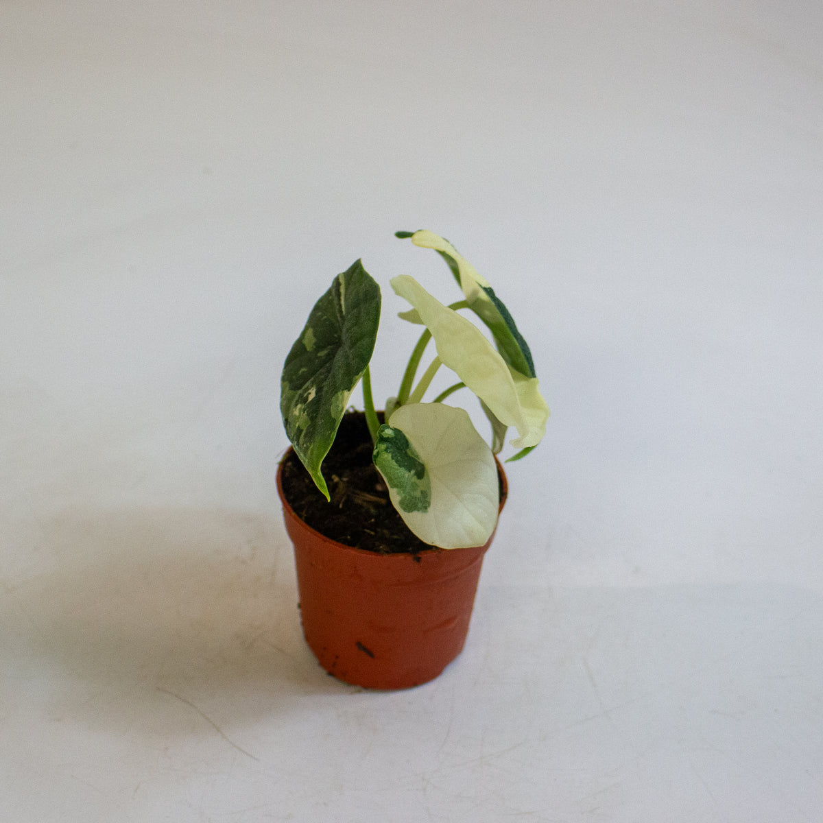 Alocasia melo Variegata 7cm H15cm