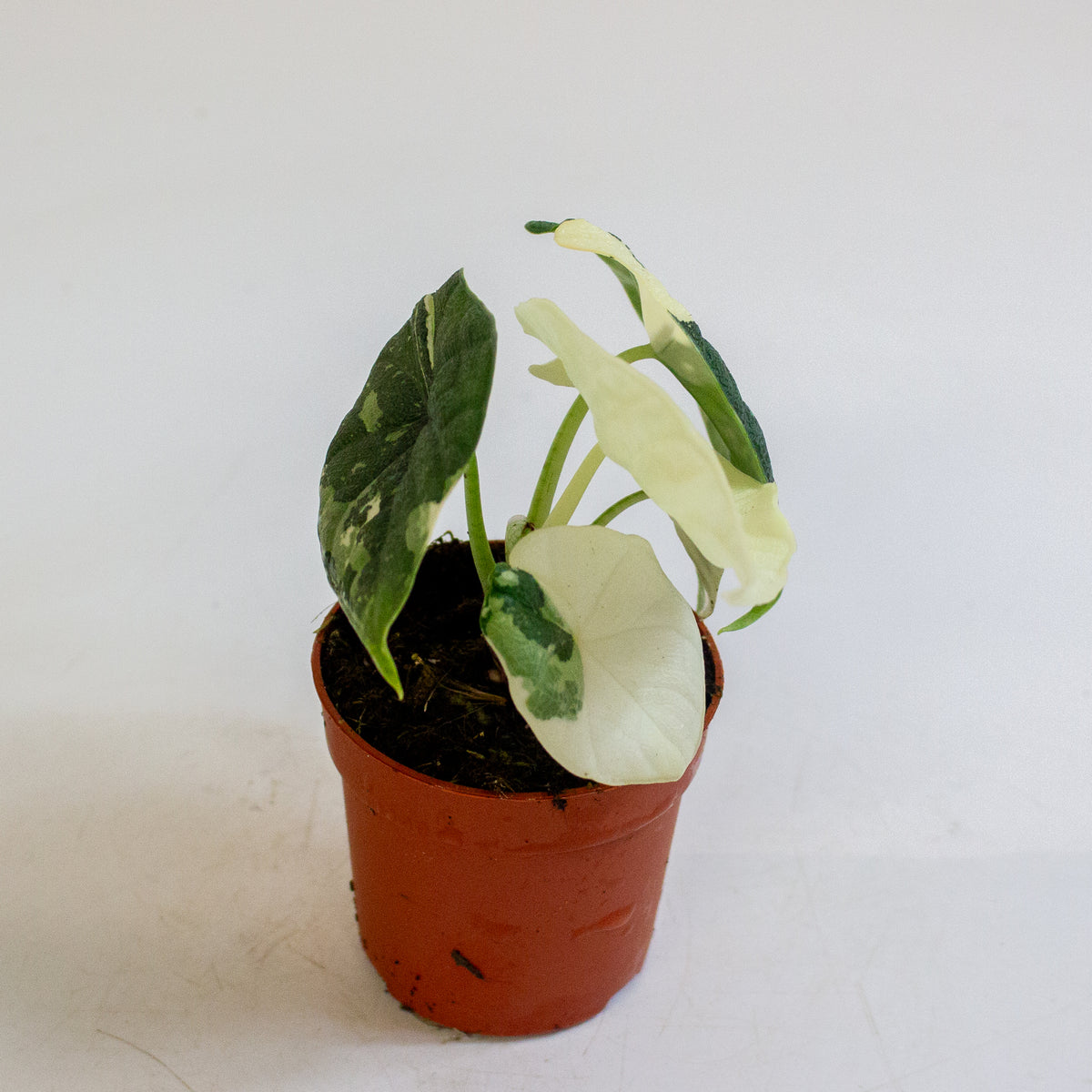Alocasia melo Variegata 7cm H15cm