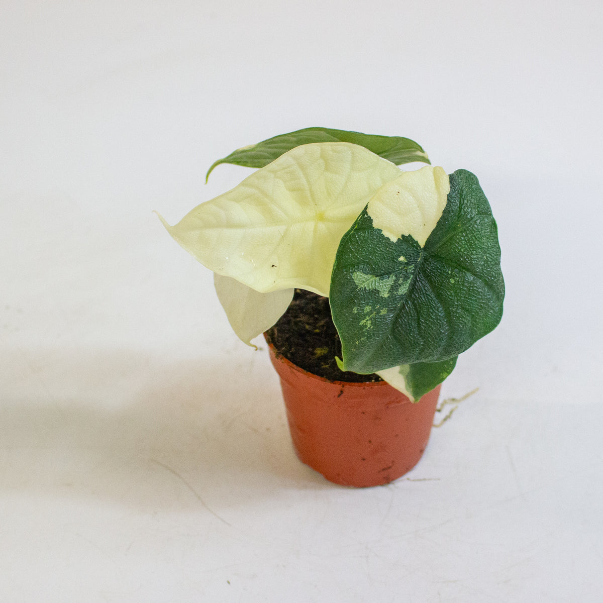 Alocasia melo Variegata 7cm H15cm