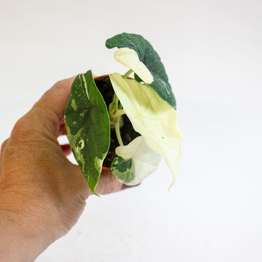 Alocasia melo Variegata 7cm H15cm