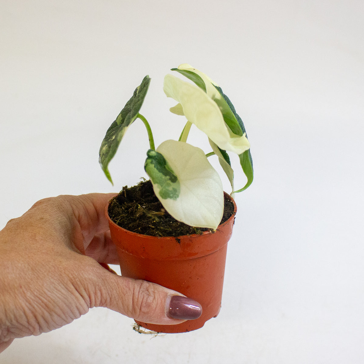 Alocasia melo Variegata 7cm H15cm
