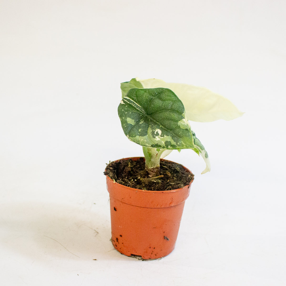 Alocasia melo Variegata 7cm H15cm