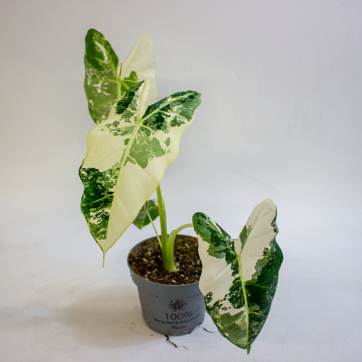 Alocasia micholitziana Frydek 12cm H30 - 40cm