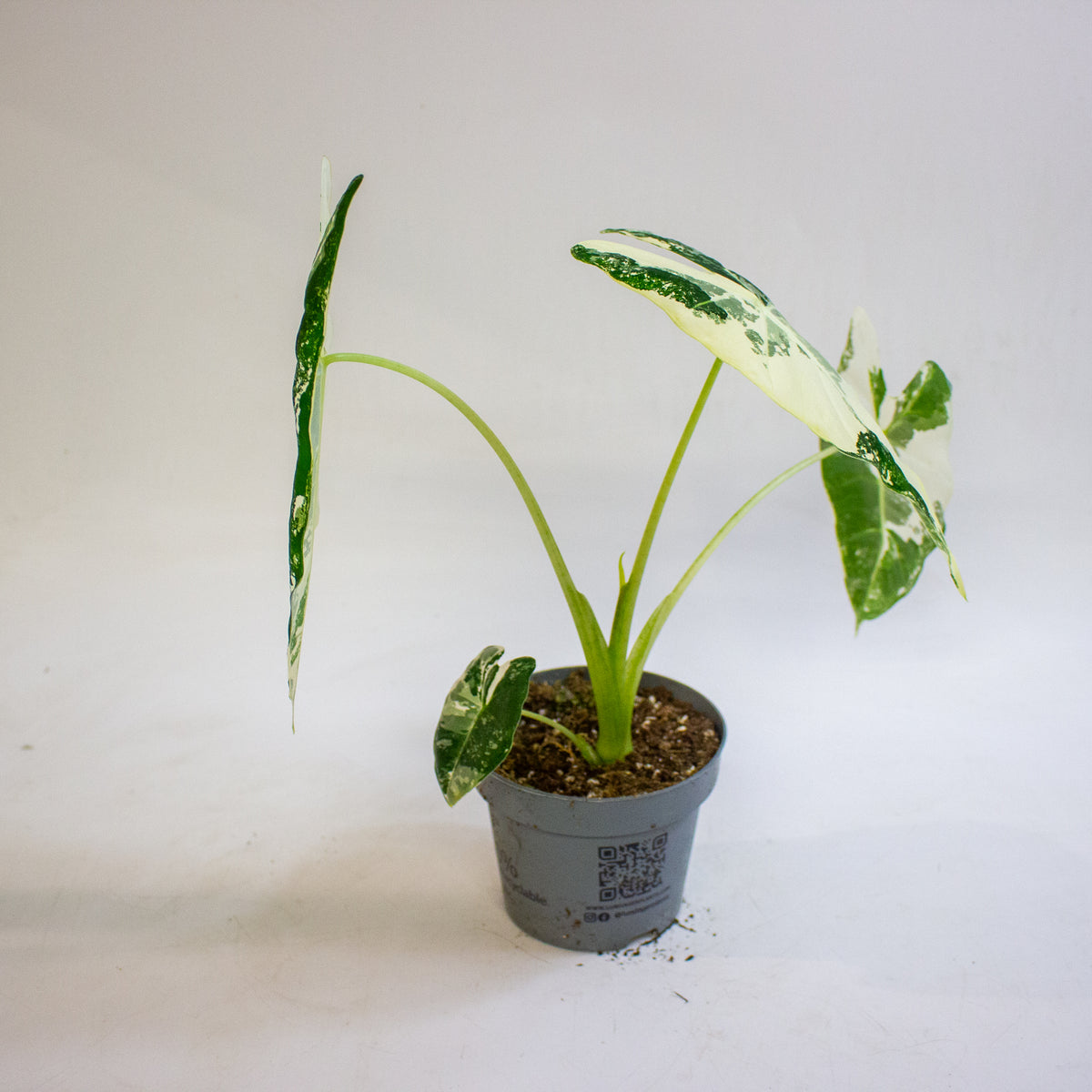 Alocasia micholitziana Frydek 12cm H30 - 40cm