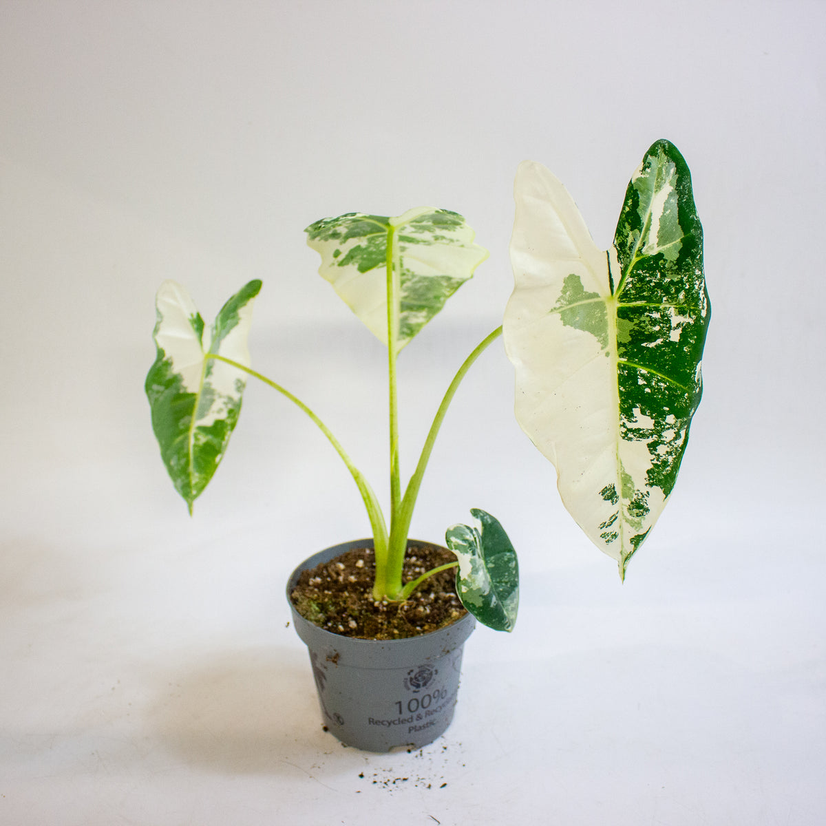 Alocasia micholitziana Frydek 12cm H30 - 40cm