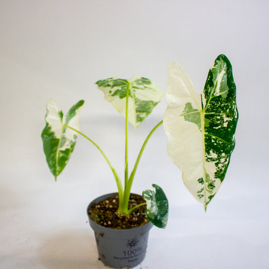 Alocasia micholitziana Frydek 12cm H30 - 40cm