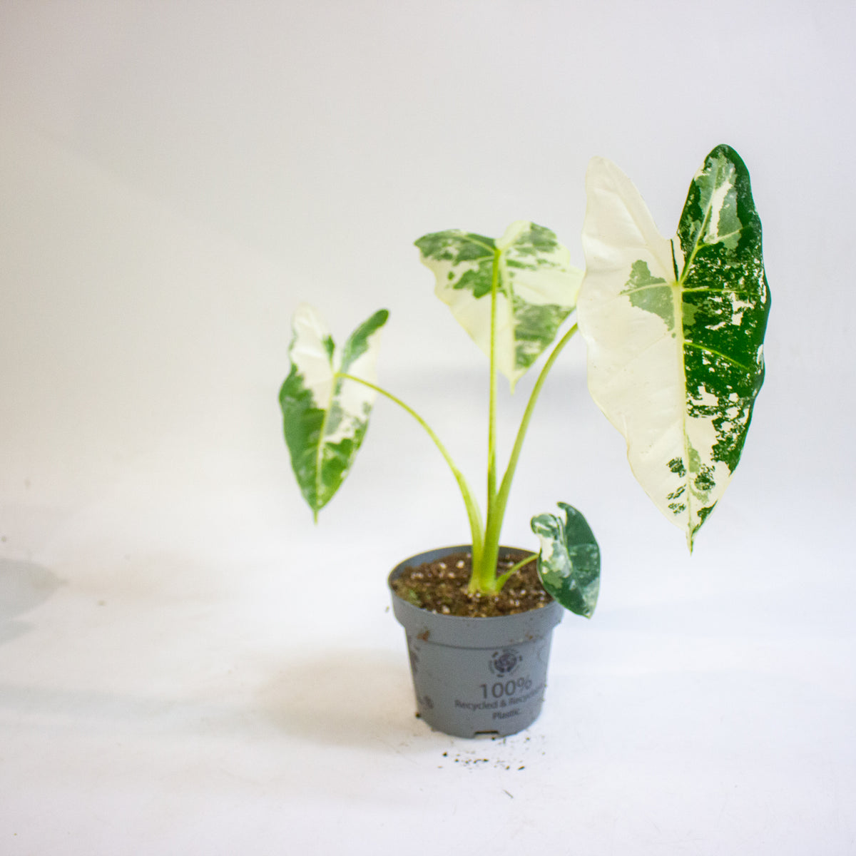 Alocasia micholitziana Frydek 12cm H30 - 40cm