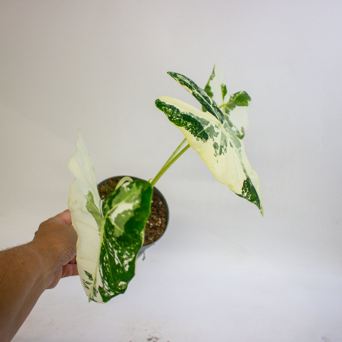 Alocasia micholitziana Frydek 12cm H30 - 40cm