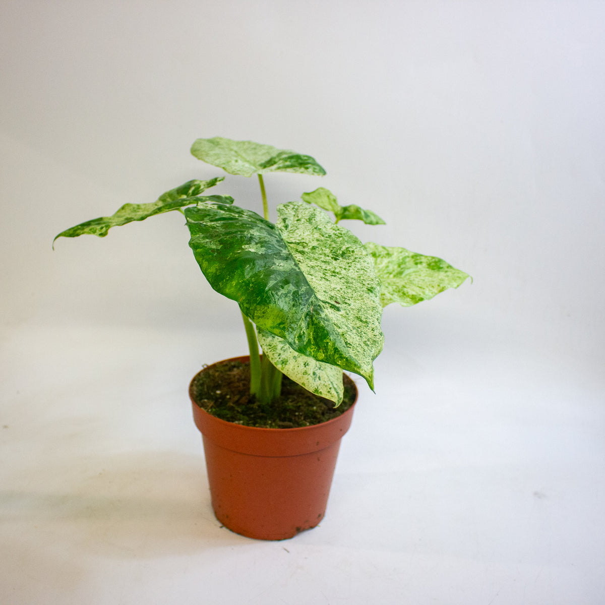 Alocasia odora Batik Variegata 17cm H35 - 45cm