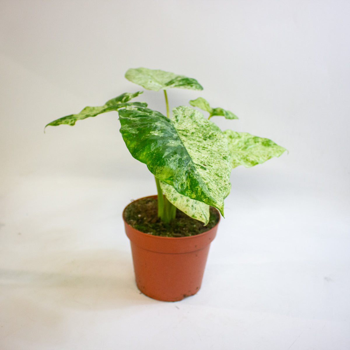 Alocasia odora Batik Variegata 17cm H35 - 45cm