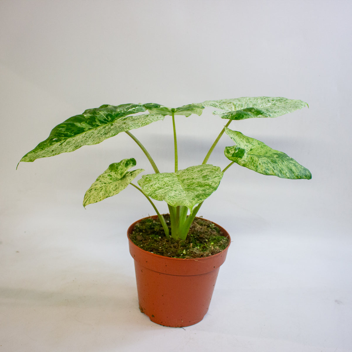 Alocasia odora Batik Variegata 17cm H35 - 45cm