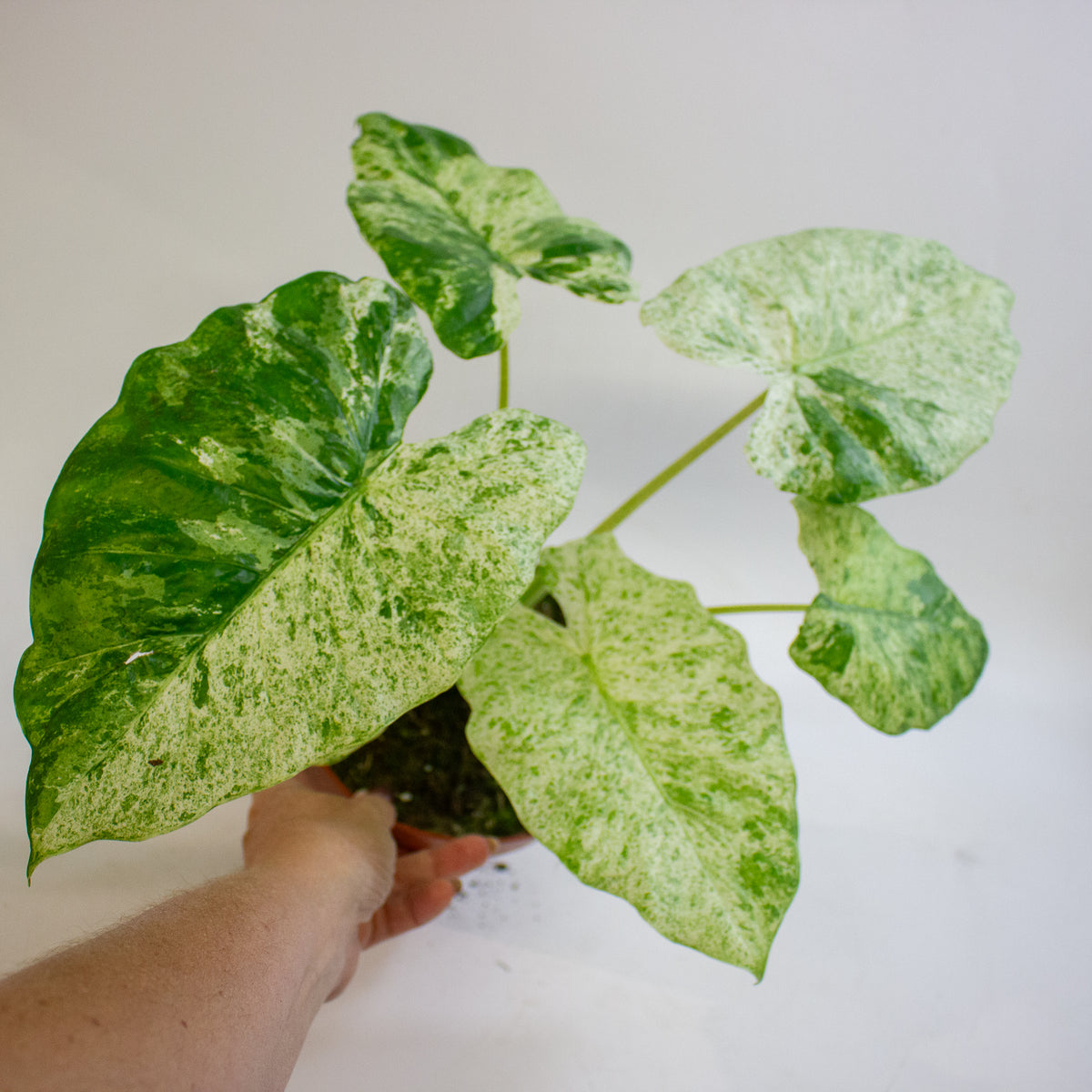 Alocasia odora Batik Variegata 17cm H35 - 45cm