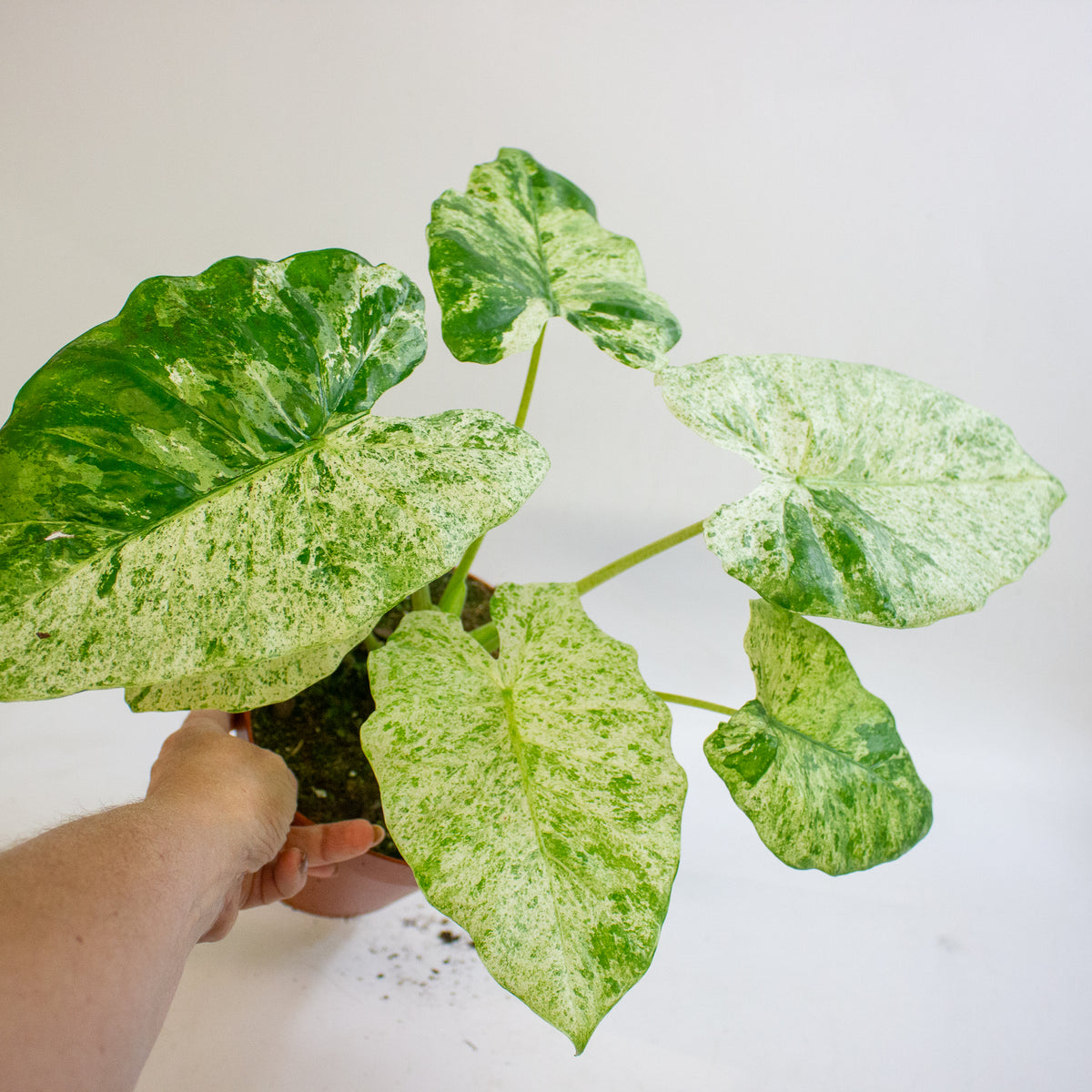 Alocasia odora Batik Variegata 17cm H35 - 45cm