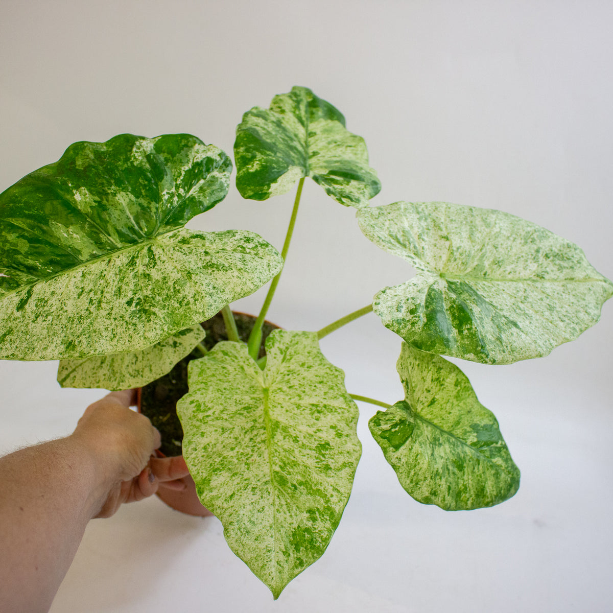 Alocasia odora Batik Variegata 17cm H35 - 45cm