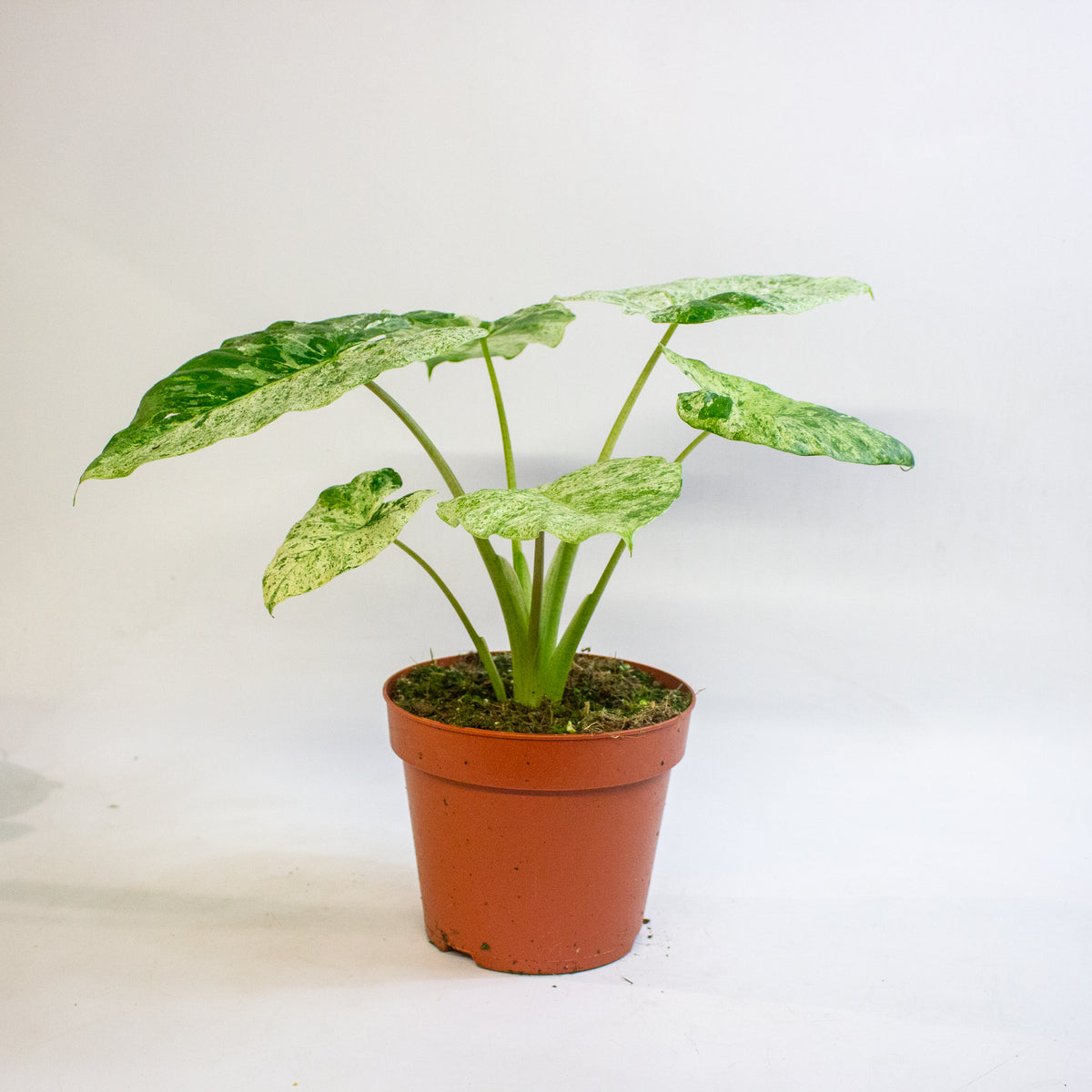 Alocasia odora Batik Variegata 17cm H35 - 45cm