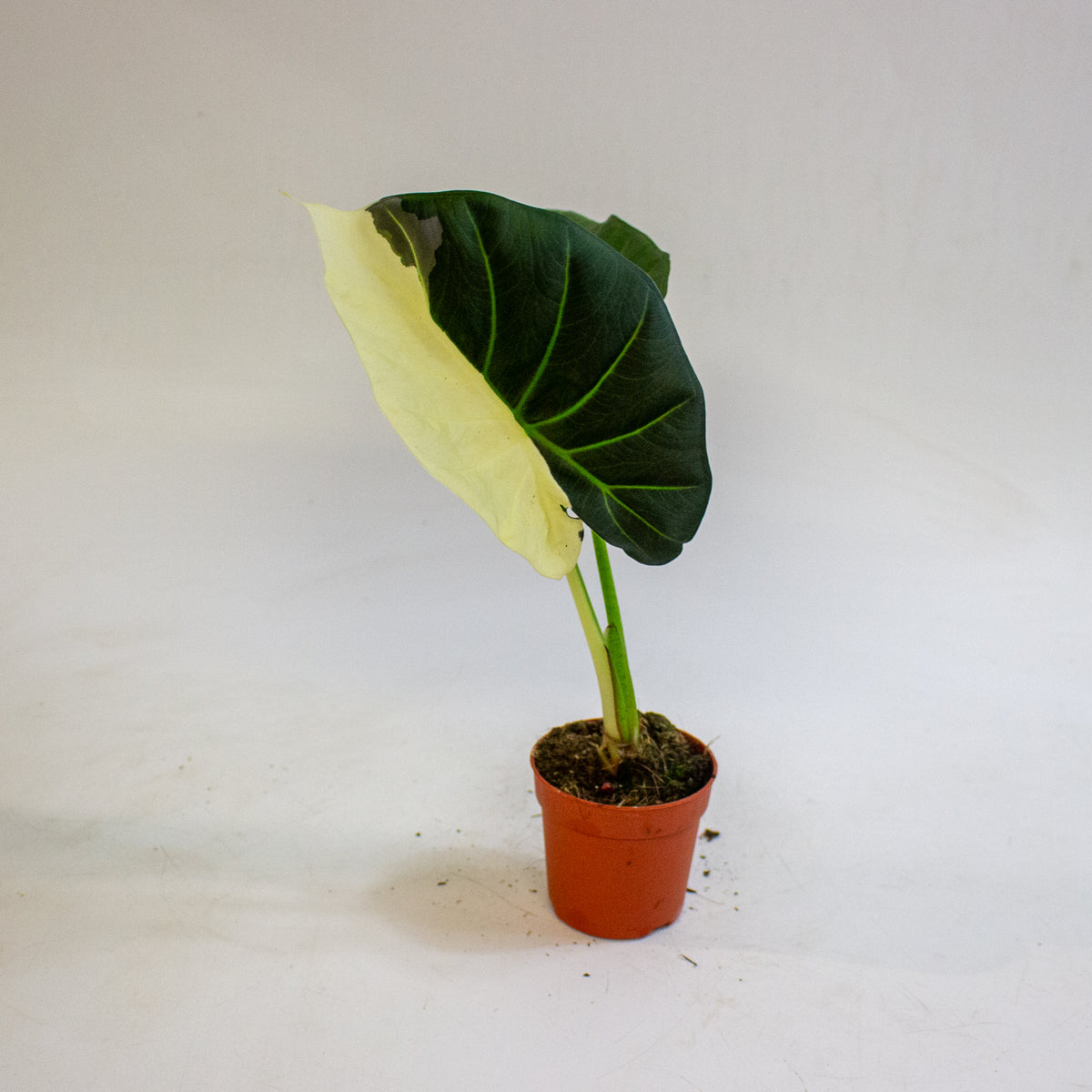 Alocasia Regal Shields Variegata 7cm H15cm