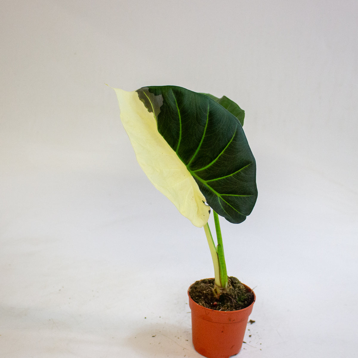 Alocasia Regal Shields Variegata 7cm H15cm