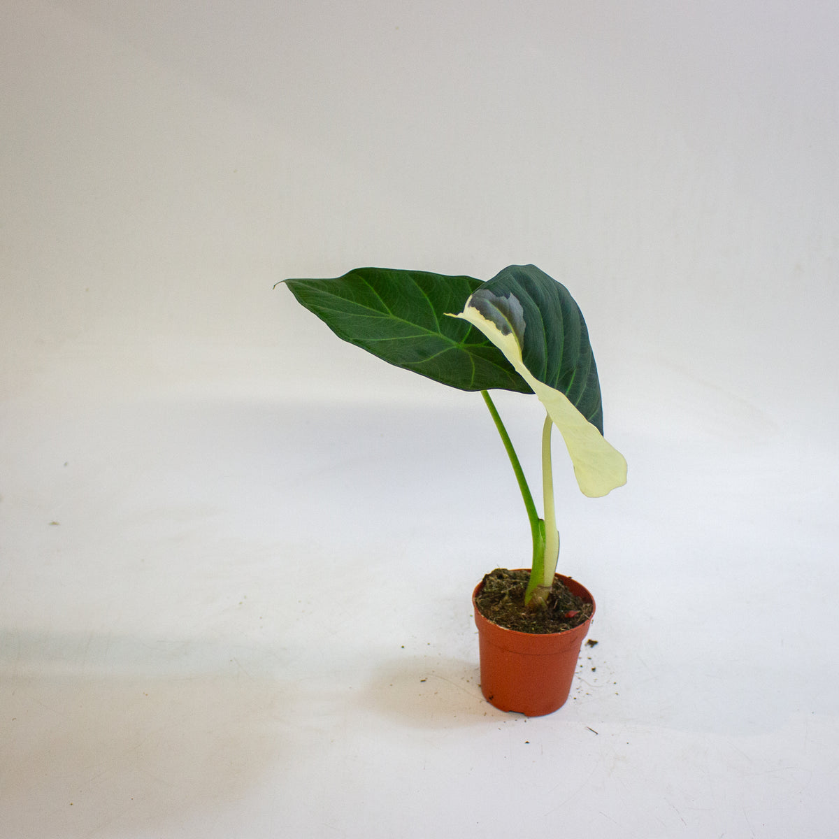 Alocasia Regal Shields Variegata 7cm H15cm