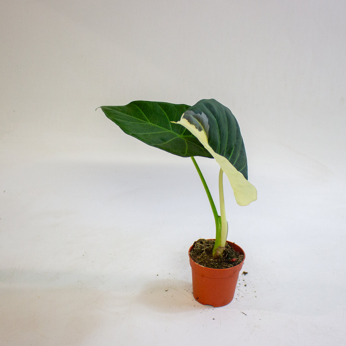 Alocasia Regal Shields Variegata 7cm H15cm