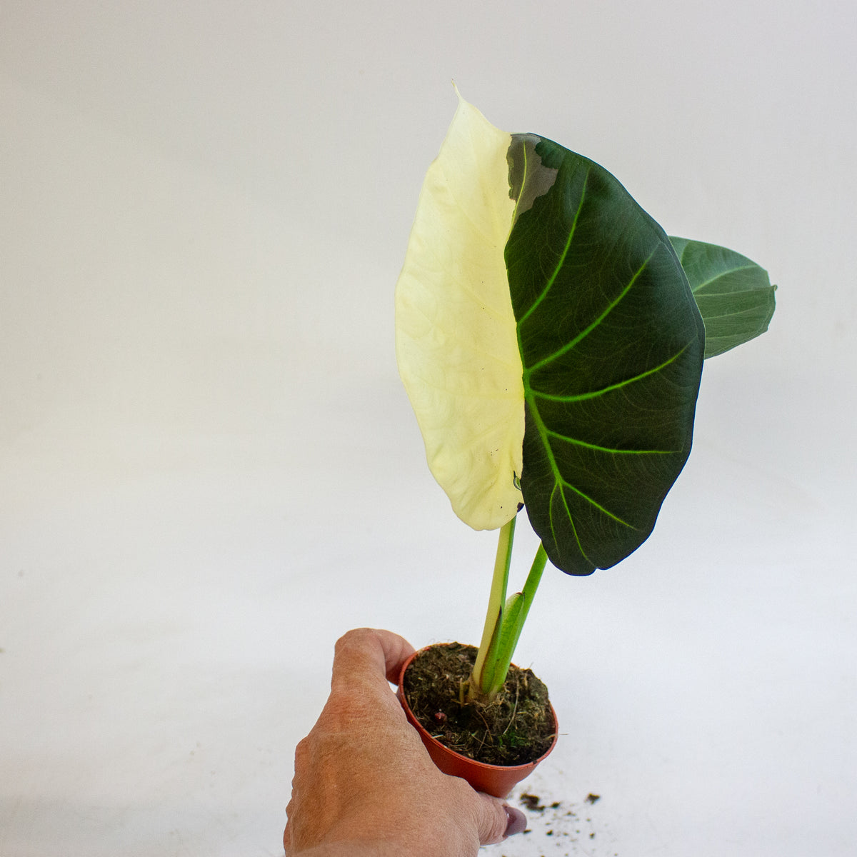 Alocasia Regal Shields Variegata 7cm H15cm