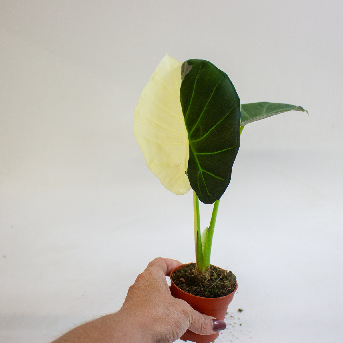 Alocasia Regal Shields Variegata 7cm H15cm