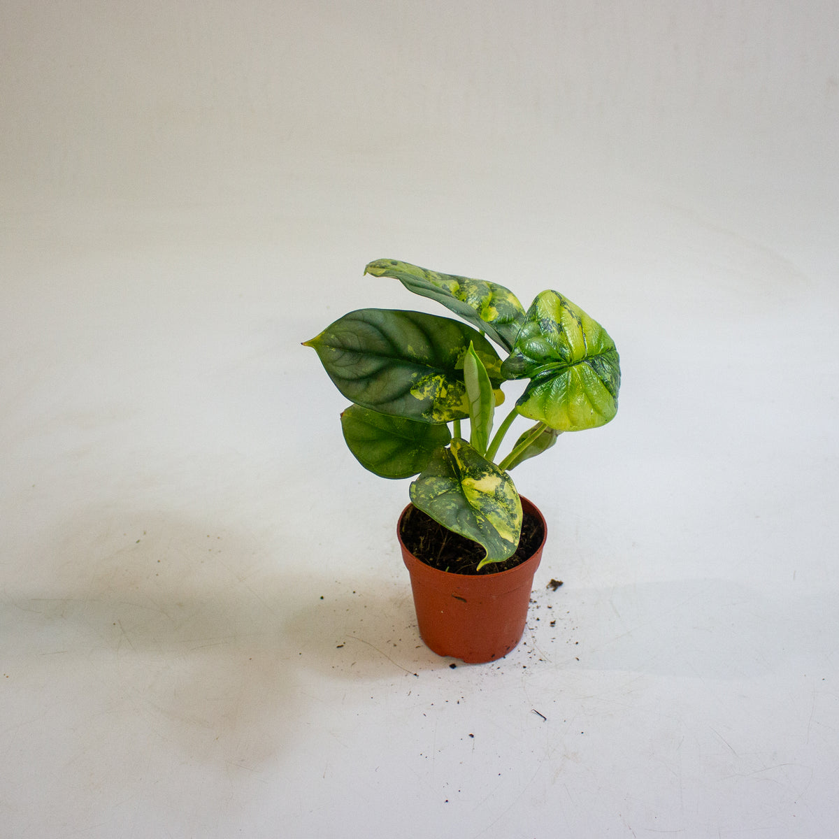 Alocasia Silver Dragon Variegata 7cm H10cm