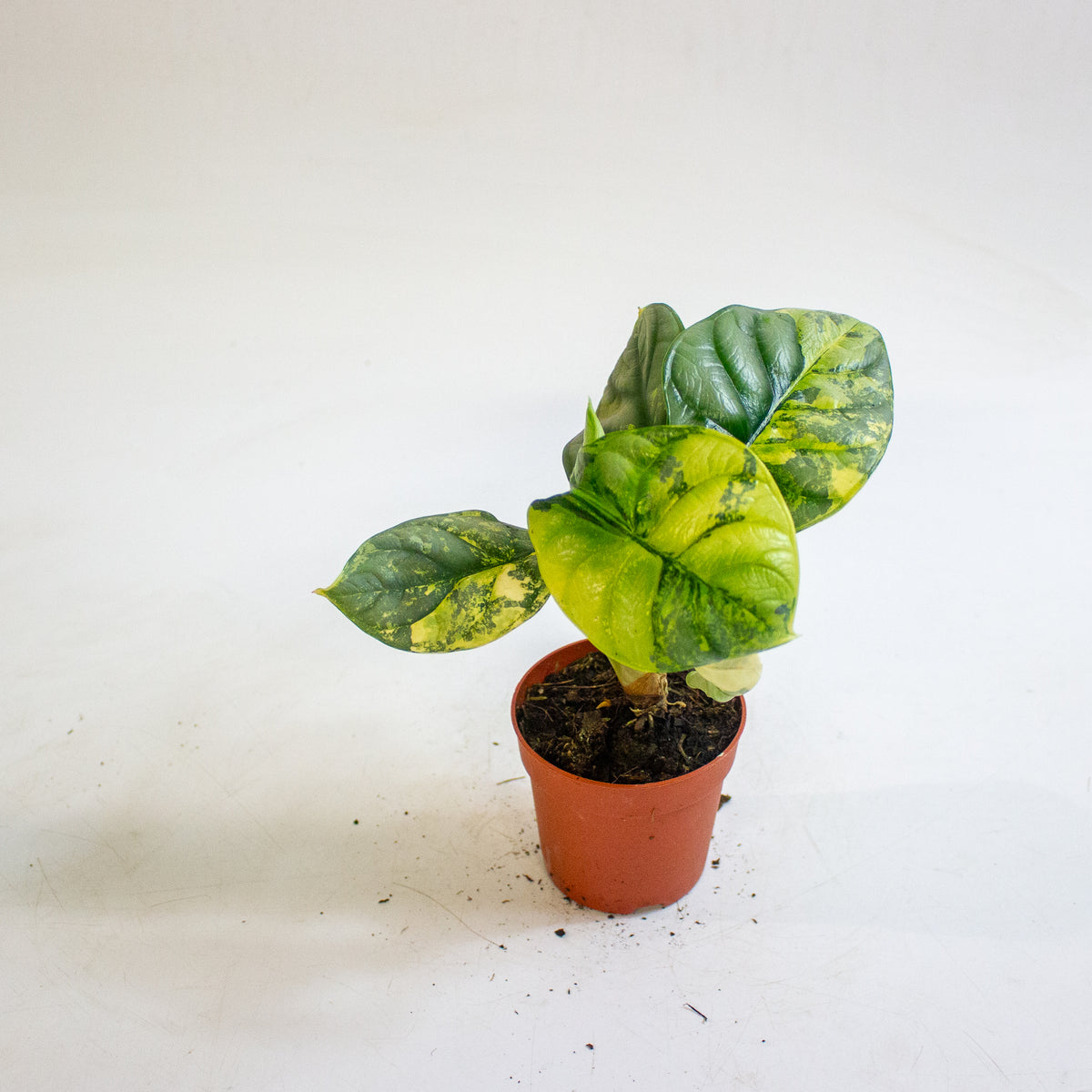 Alocasia Silver Dragon Variegata 7cm H10cm