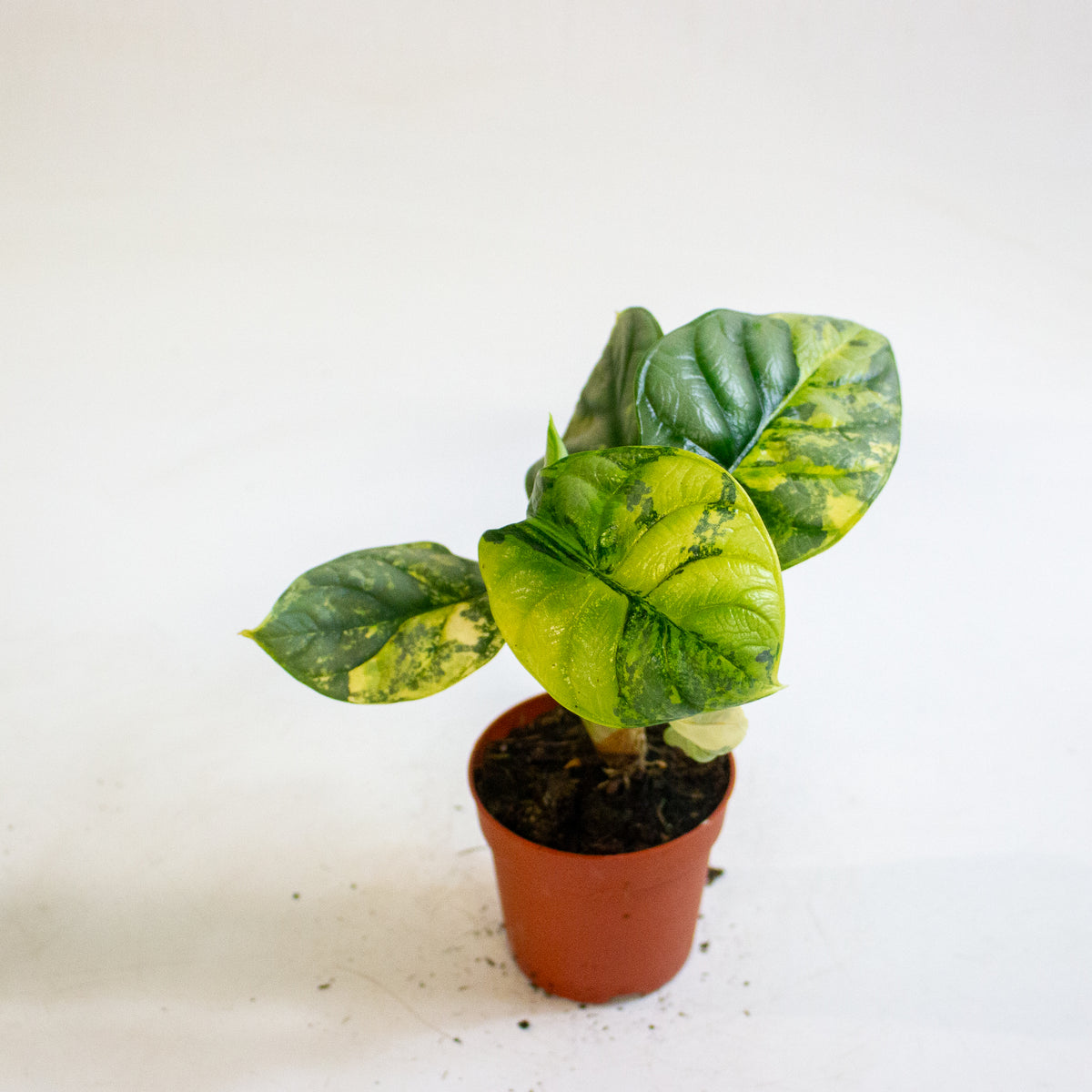 Alocasia Silver Dragon Variegata 7cm H10cm