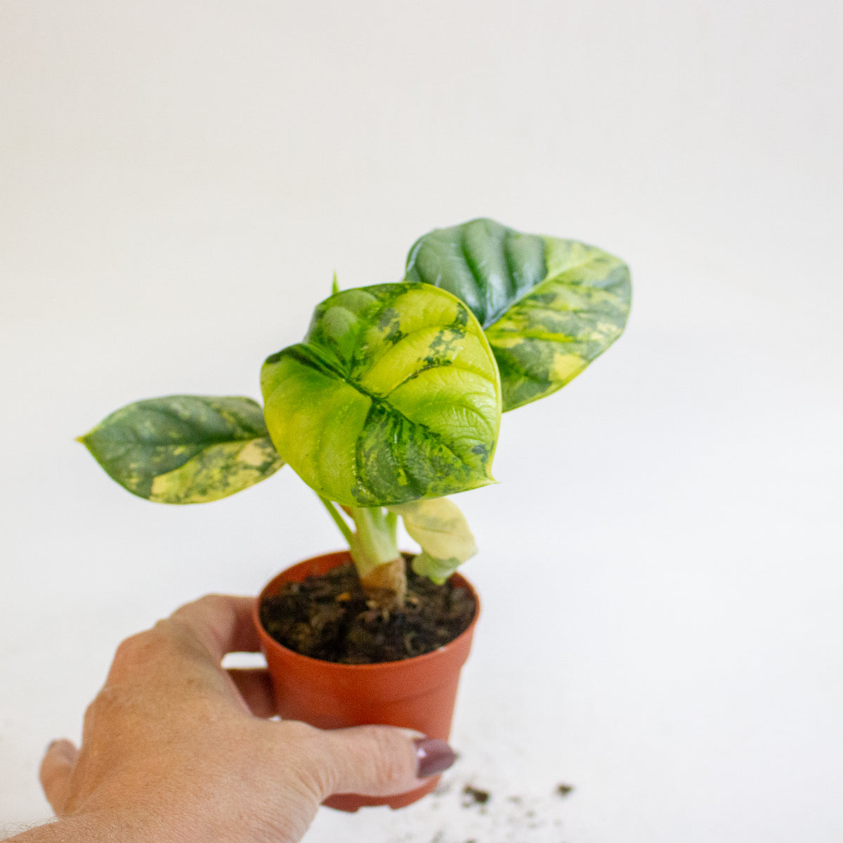Alocasia Silver Dragon Variegata 7cm H10cm