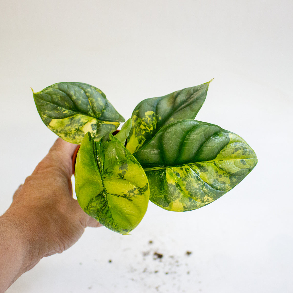 Alocasia Silver Dragon Variegata 7cm H10cm