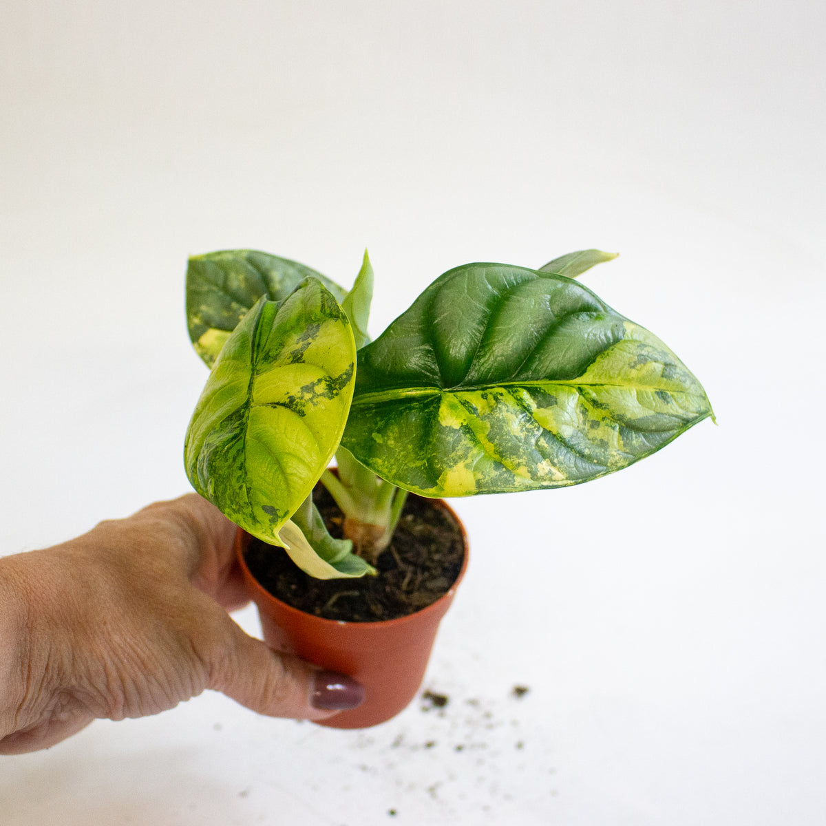 Alocasia Silver Dragon Variegata 7cm H10cm